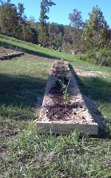 Berries Planted in a Row