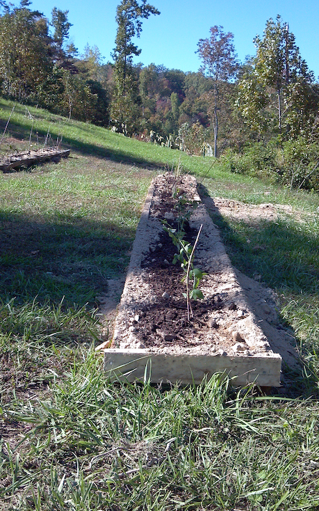 Berries Planted in a Row Berries Planted in a Row