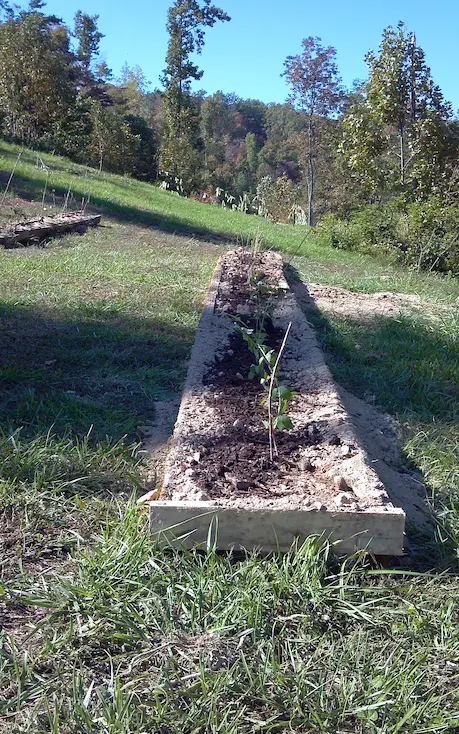 Berries Planted in a Row Berries Planted in a Row