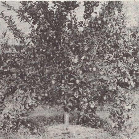 Vintage photo of apple tree