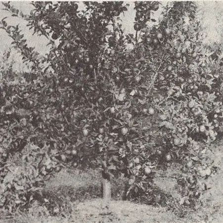 Vintage photo of apple tree