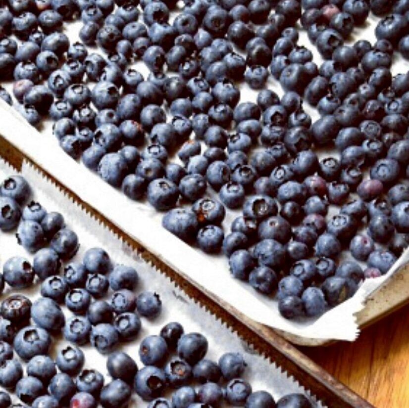 Blueberries on Cookie Sheets