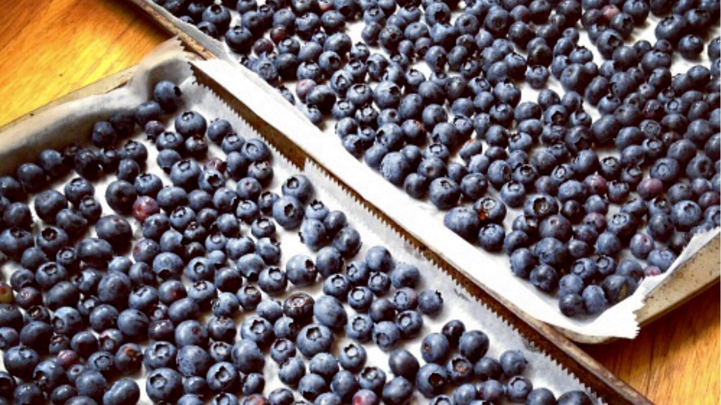 Blueberries on Cookie Sheets