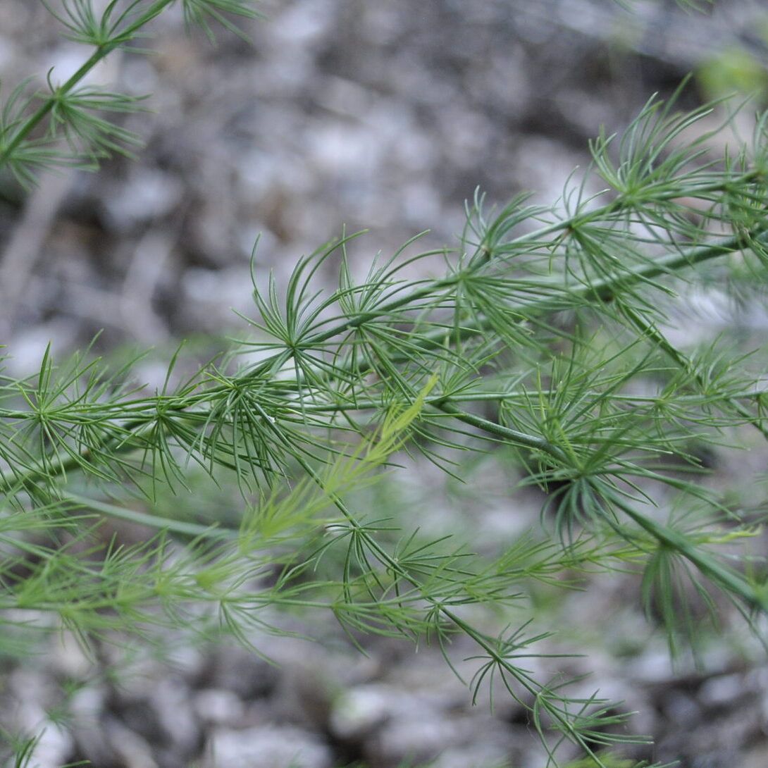 Asparagus Leaves or "Ferns" Asparagus Plant Ferns