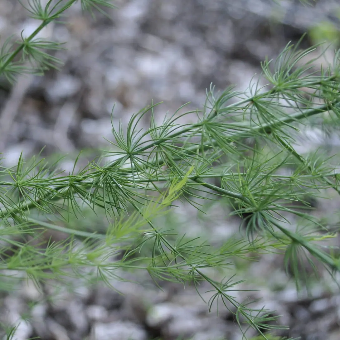 Asparagus Leaves or "Ferns" Asparagus Plant Ferns