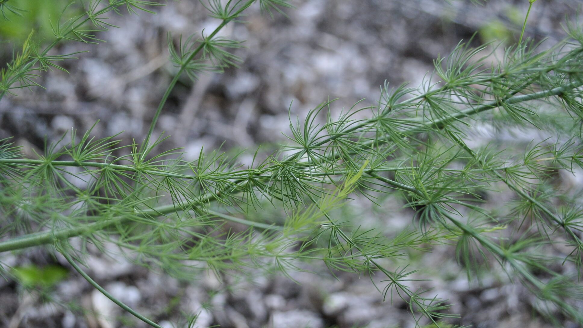 Asparagus Plant Ferns