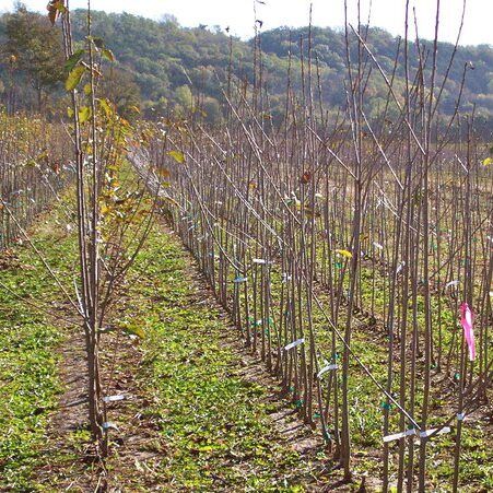 2-year-old trees in field rows at Stark Bro's Densely planted orchard