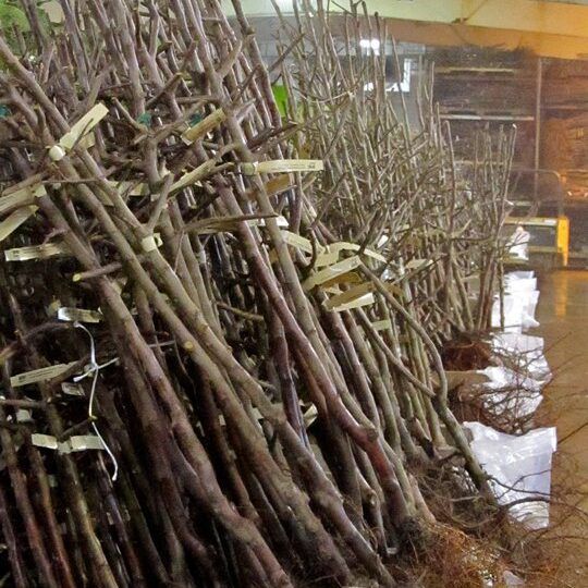 2-Year Old Bare Root Trees