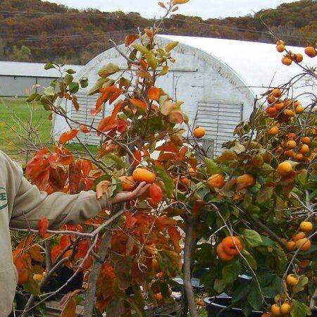 Ichi-Ki-Kei-Ji Oriental Persimmons Ichi-Ki-Kei-Ji Oriental Persimmons