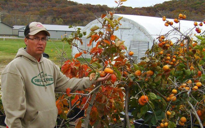 Ichi-Ki-Kei-Ji Oriental Persimmons