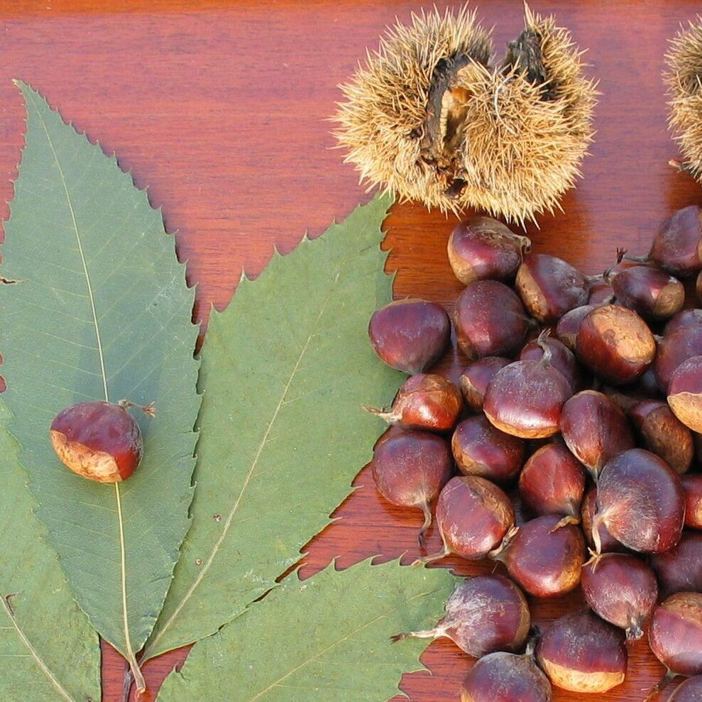 American Chestnut, Leaves, Catkins