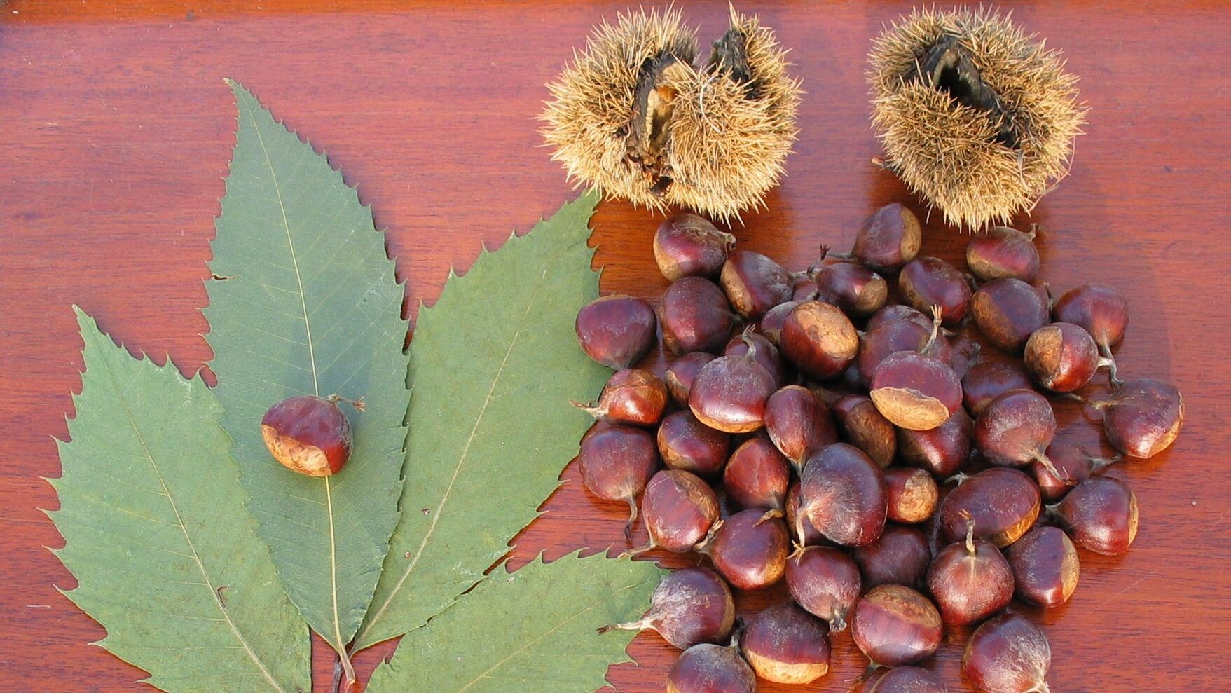 American Chestnut, Leaves, Catkins