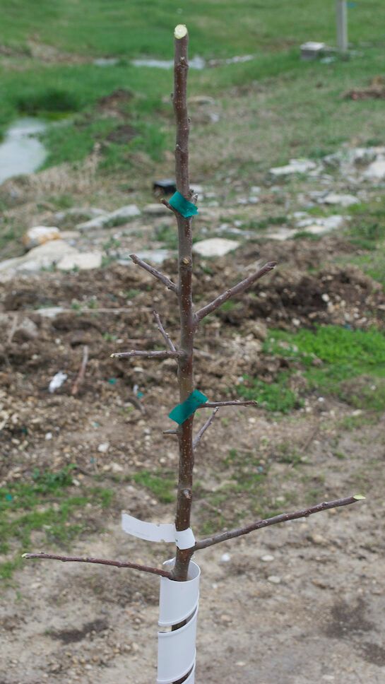 Apple Tree Pruned