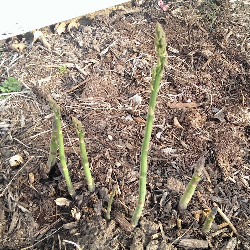Asparagus Growing in the Ground