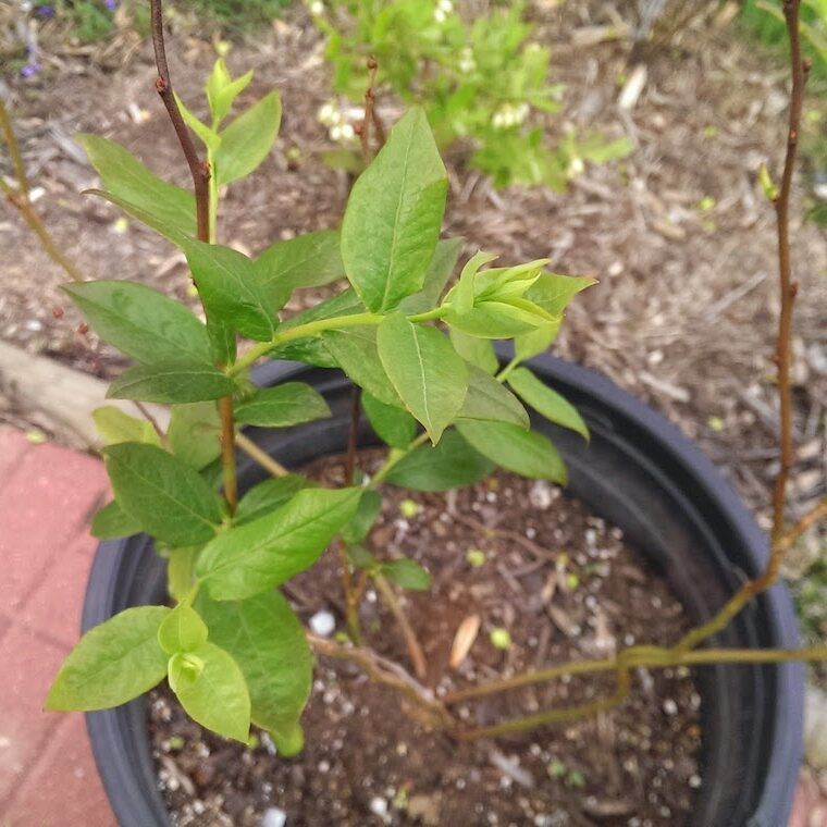 Blueberry Plant in Container