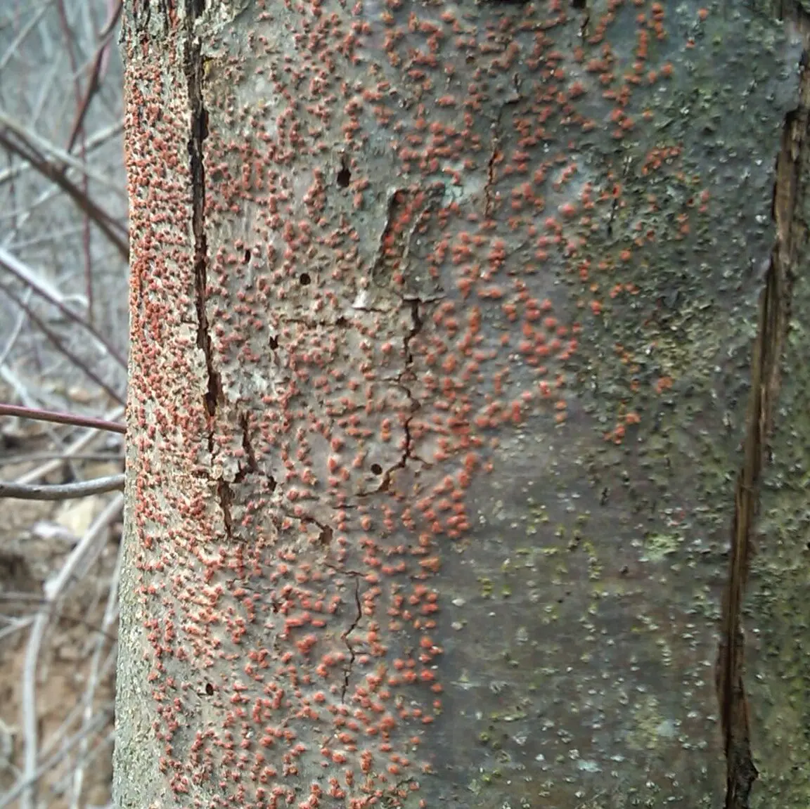 Chestnut Blight in Adams County Ohio Chestnut Blight in Adams County Ohio