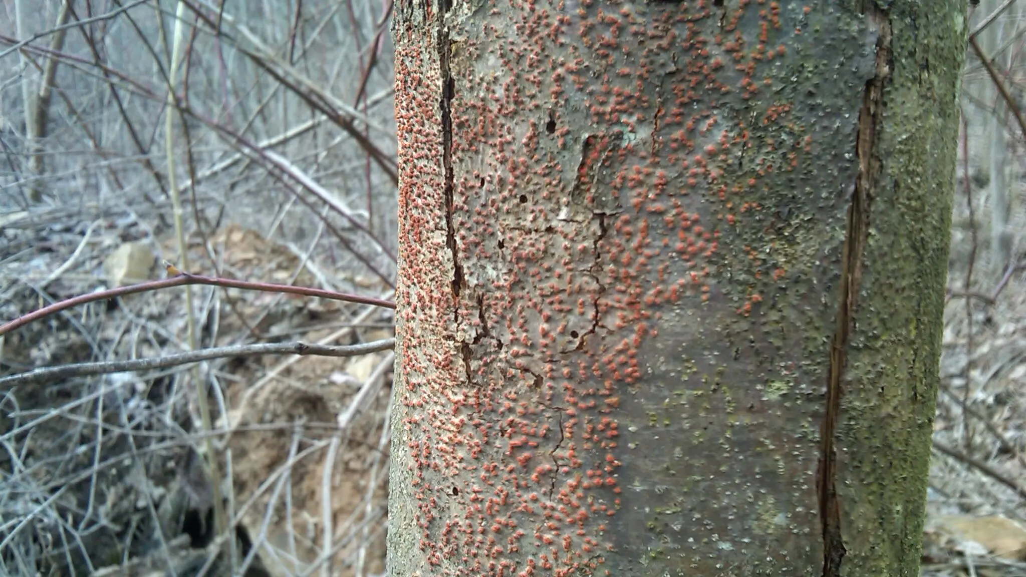 Chestnut Blight in Adams County Ohio