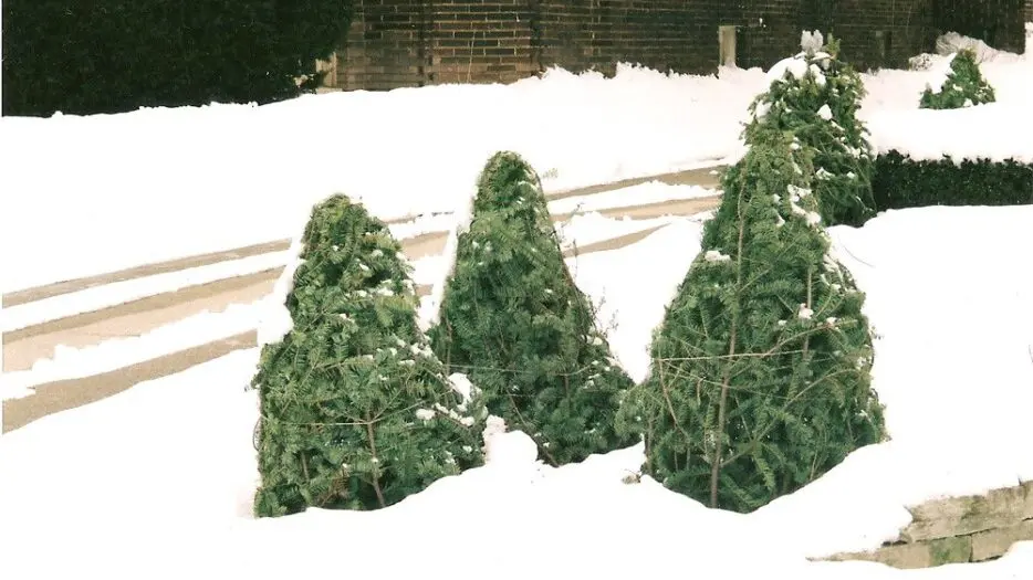 Christmas Trees in Snow Christmas Trees in Snow Break Down and Add Nutrients to Soil