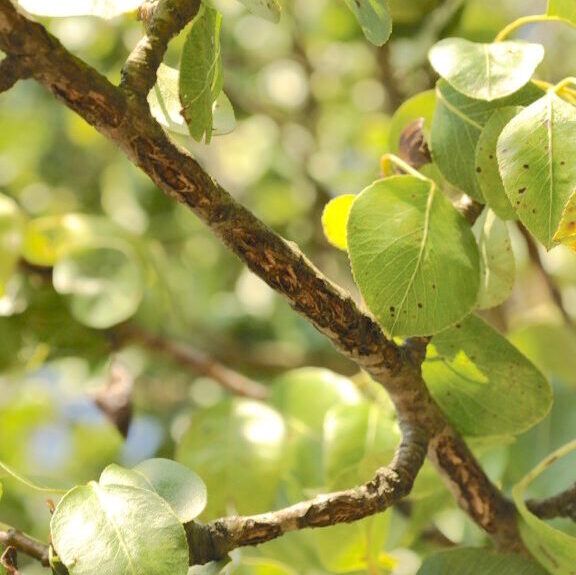 Cicada Damage