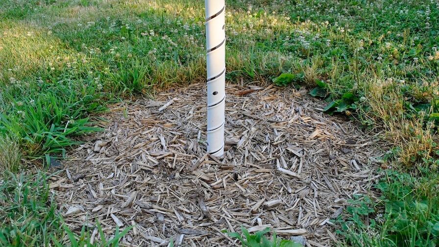 Mulch around tree