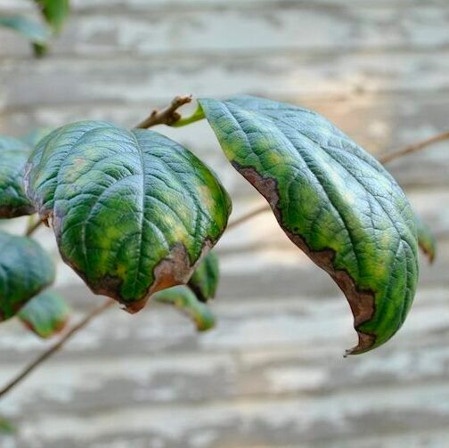 Leaf scorch on persimmon