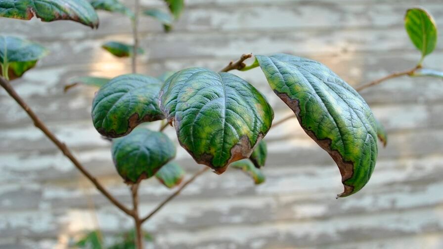 Leaf scorch on persimmon