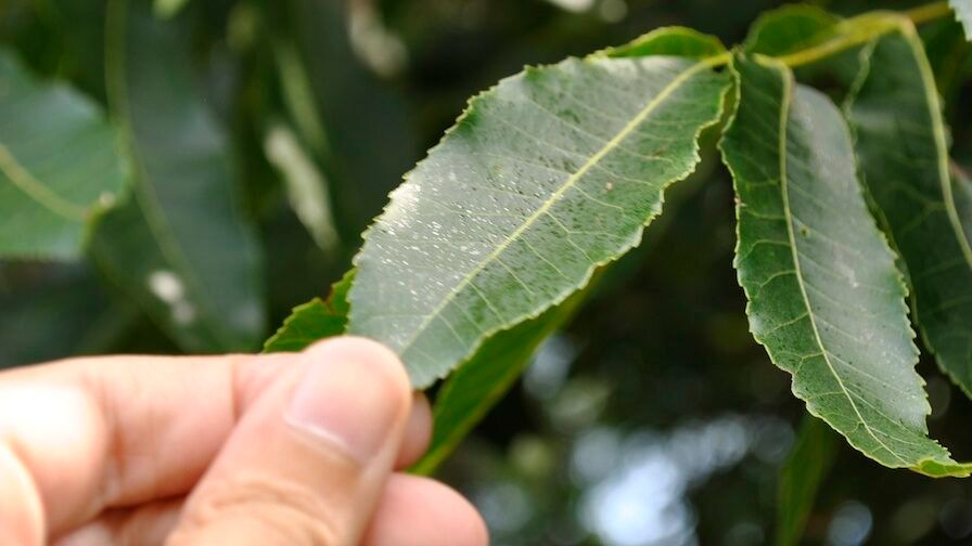 Visual transpiration of pecan leaf