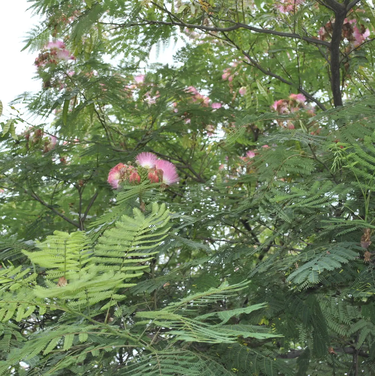 Mimosa Flowers & Leaves
