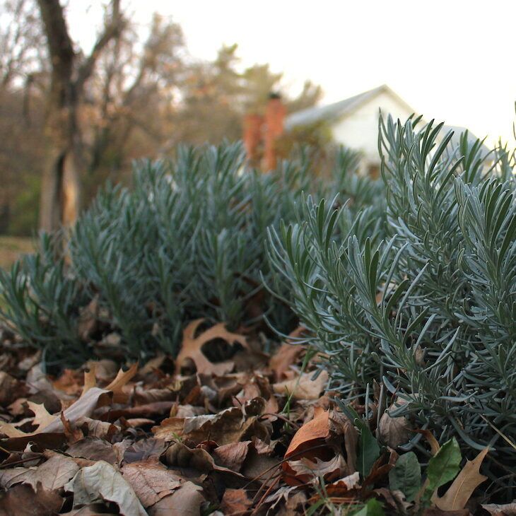 Drifting Leaves Around Lavender Plant