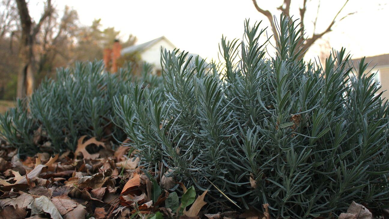 Drifting Leaves Around Lavender Plant