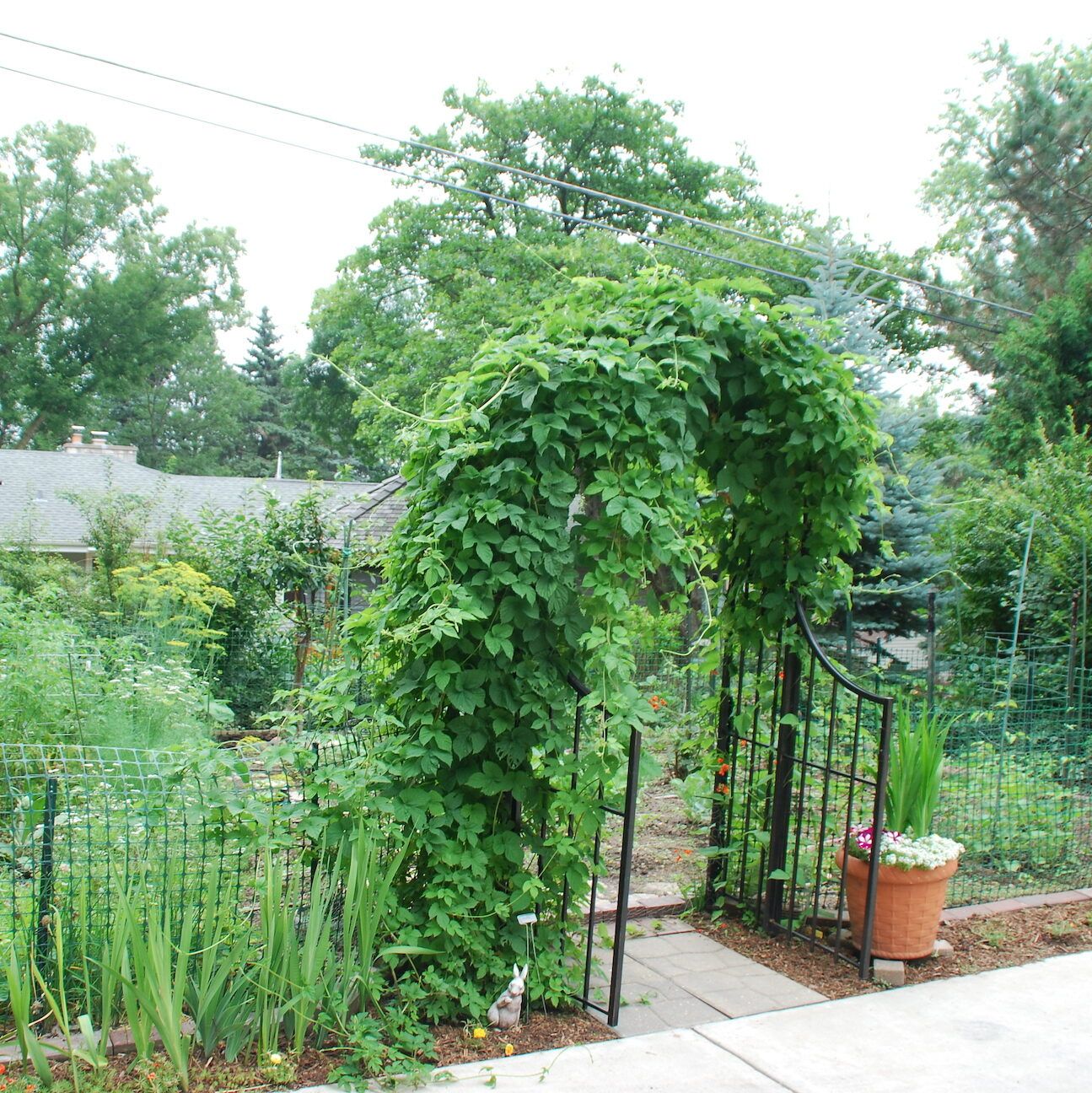 Edible Garden and Archway