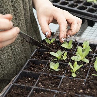 Person putting small seedlings into a growing tray