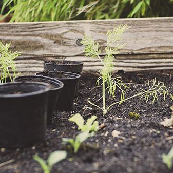 Small plants in garden bed