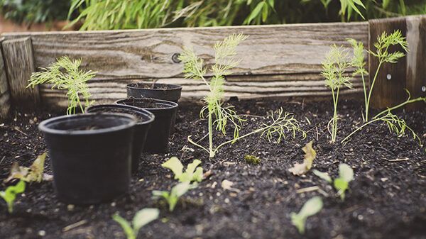 Small plants in garden bed