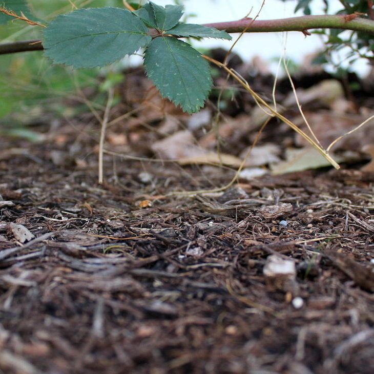 Garden with Mulch