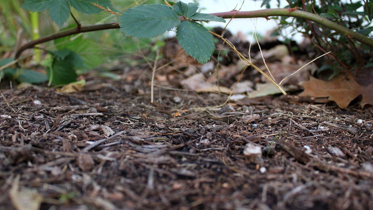 Garden with Mulch