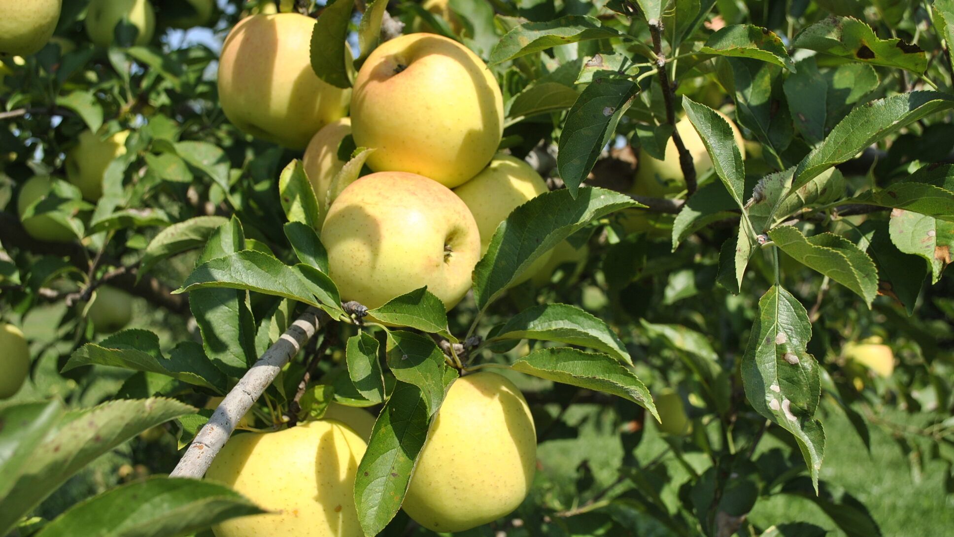 Apples, Golden Delicious