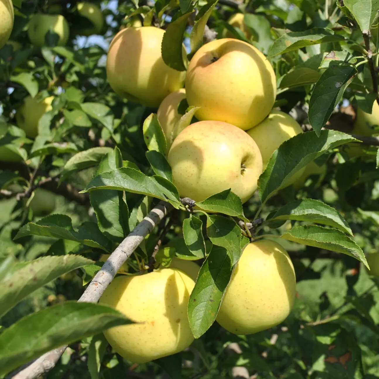 Golden Delicious Apples Golden Delicious Apples