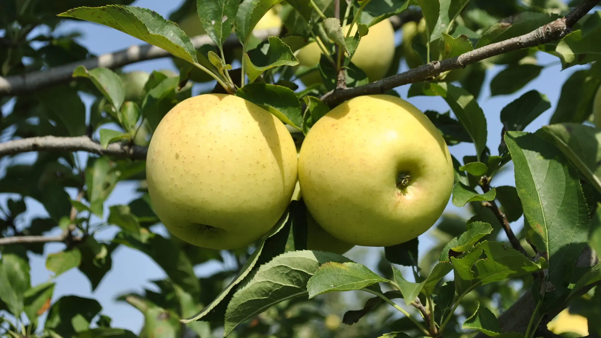 Golden Delicious Apples on Tree Golden Delicious Apples