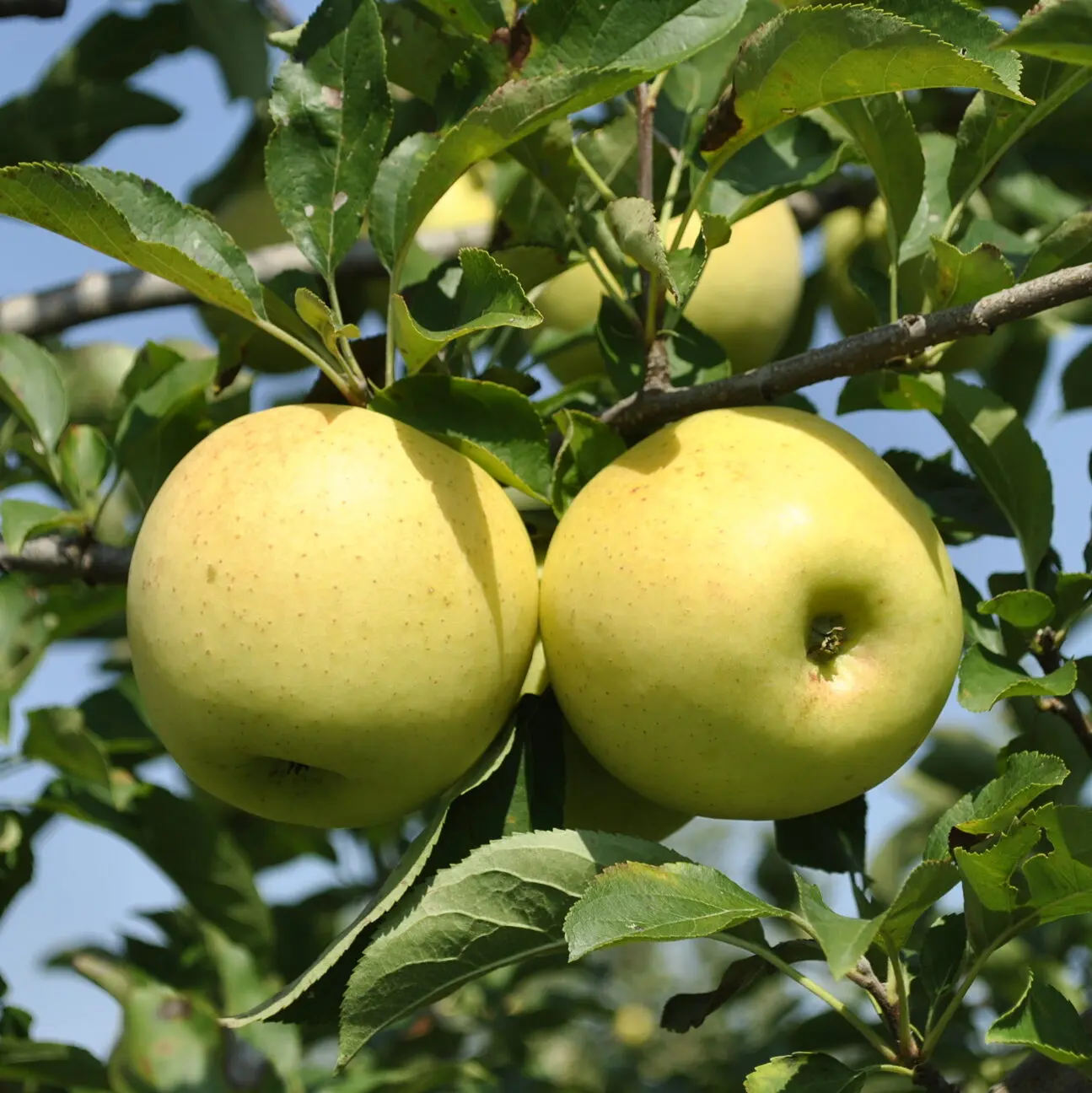 Golden Delicious Apples on Tree Golden Delicious Apples