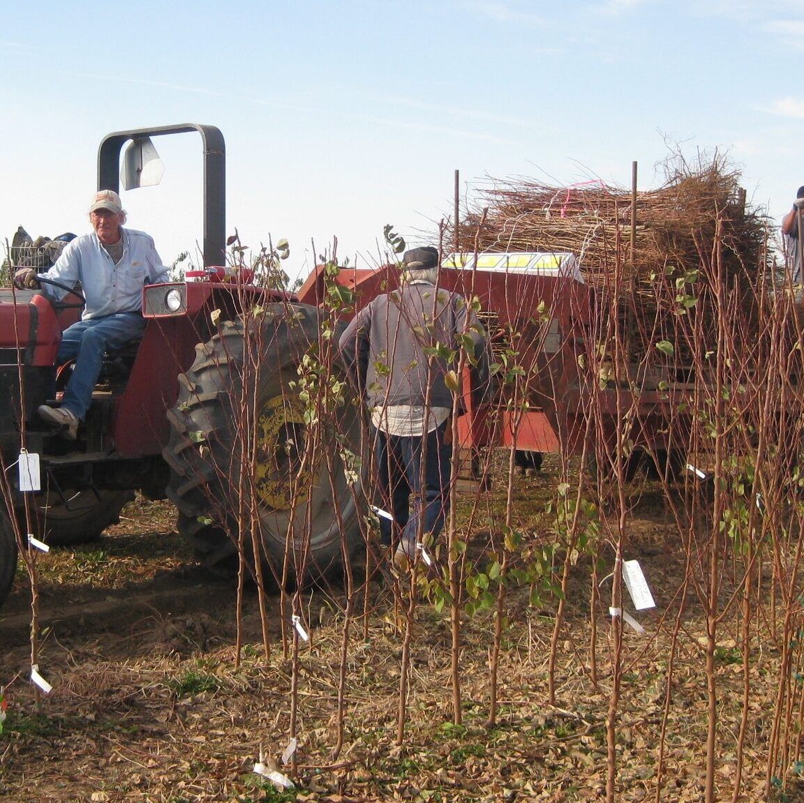 Harvesting The Tree Crop Harvesting The Tree Crop