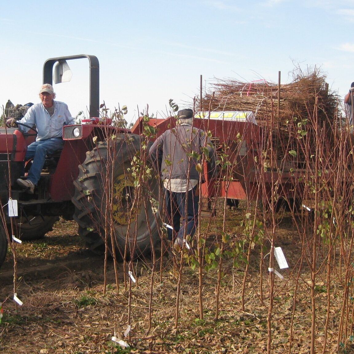 Harvesting The Tree Crop