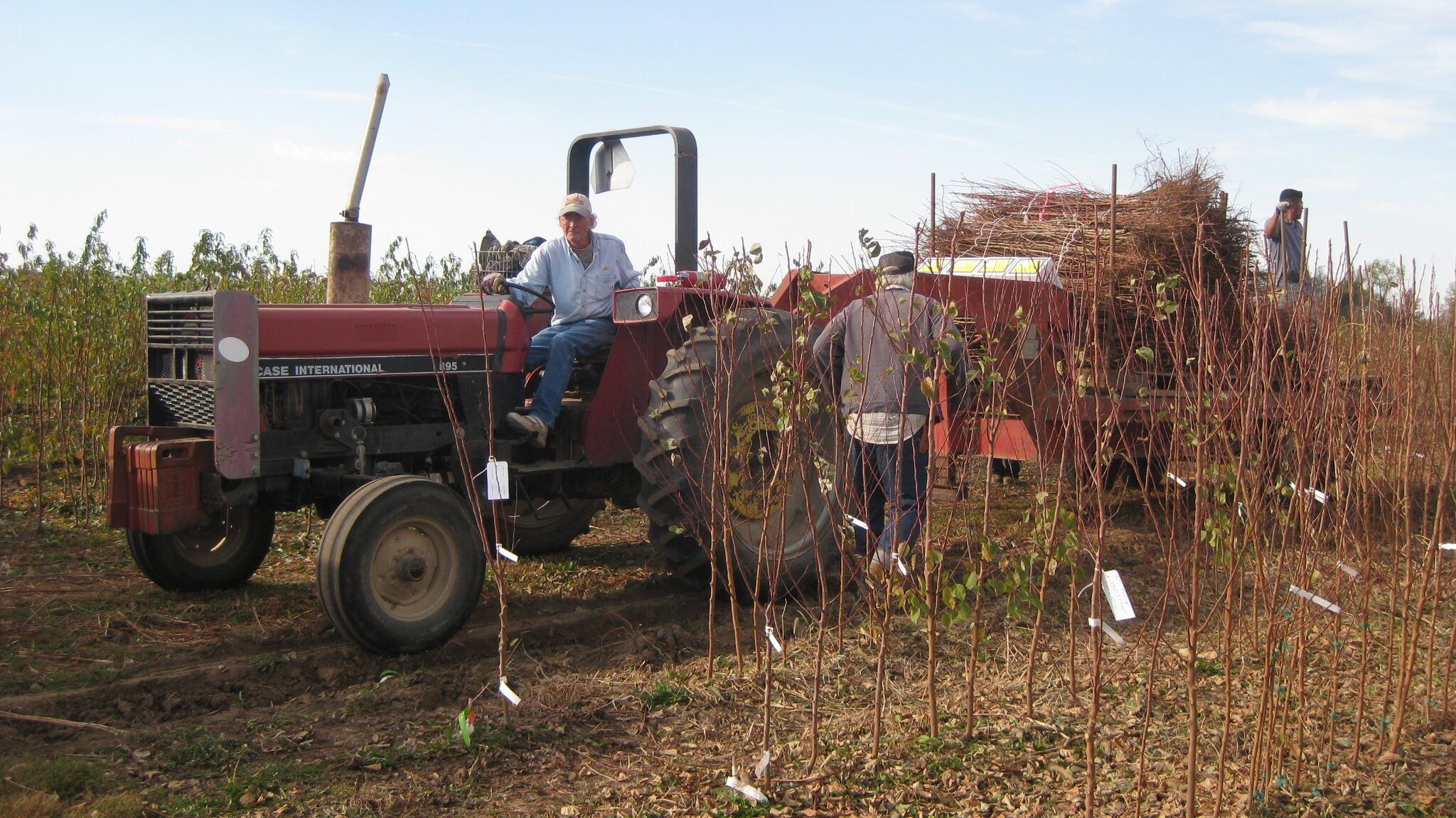 Harvesting The Tree Crop