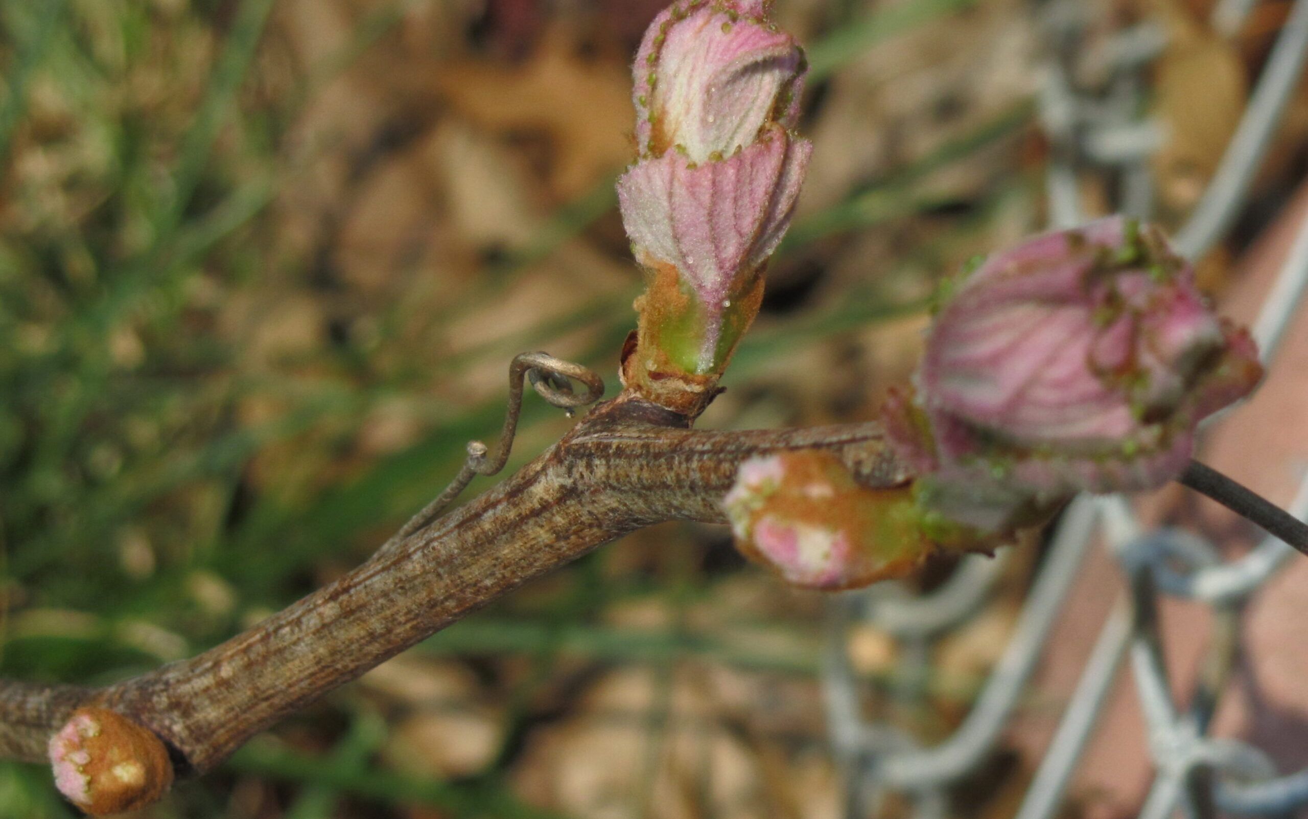 Bud swell and break on grape vine