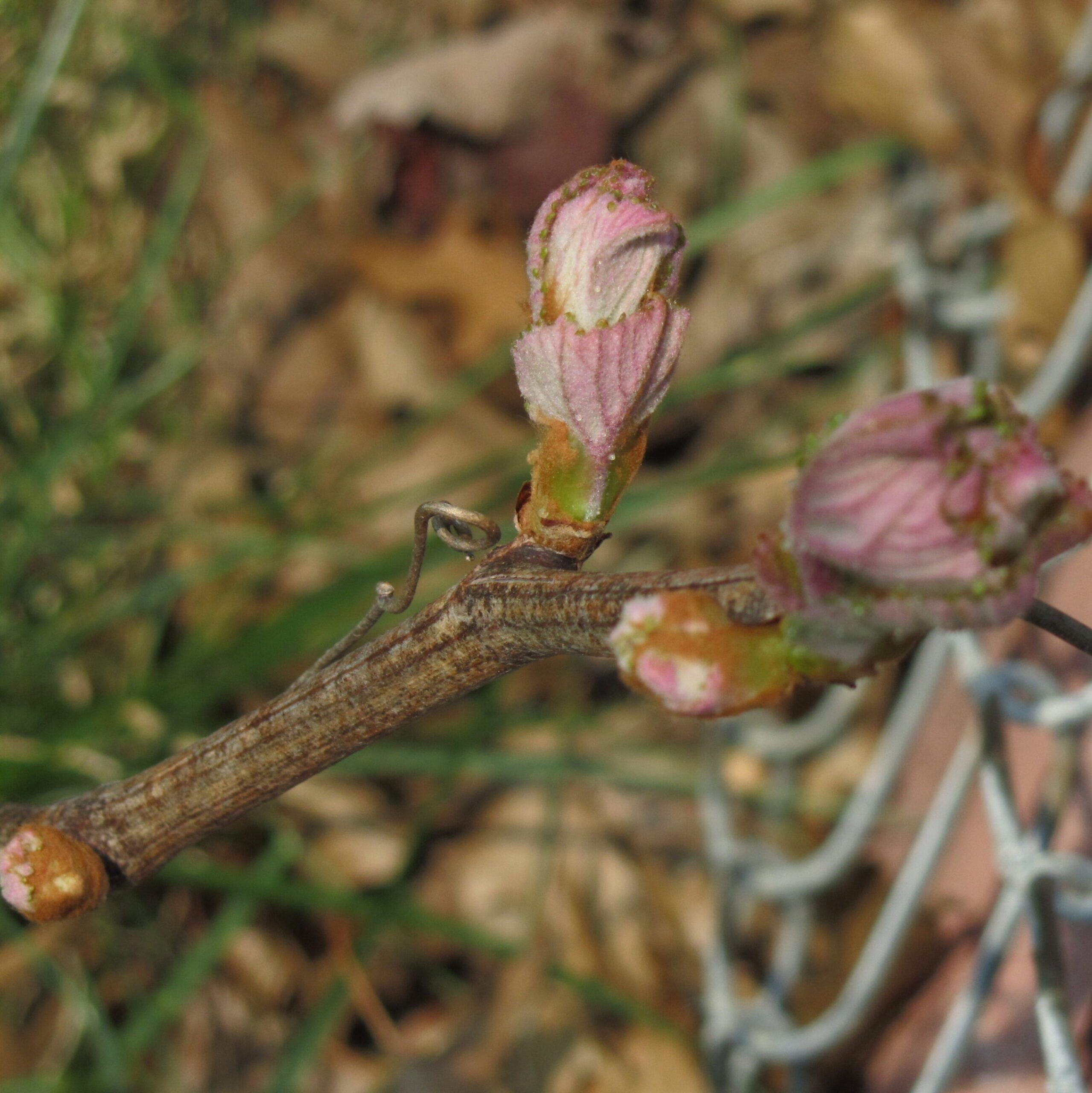 Bud swell and break on grape vine