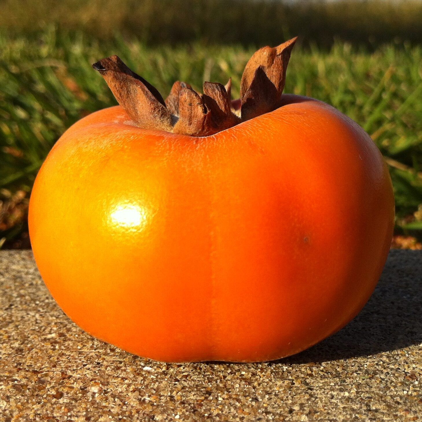 Ichi Persimmon