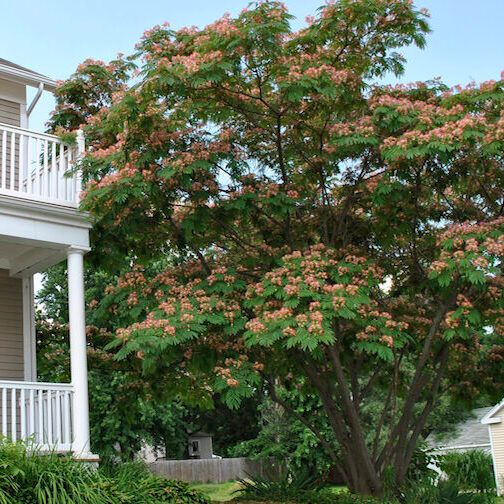 Mimosa in Landscape Mimosa or Silk Tree Growing Next to a House