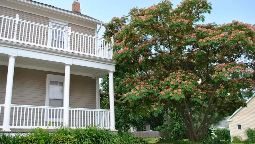 Mimosa or Silk Tree Growing Next to a House