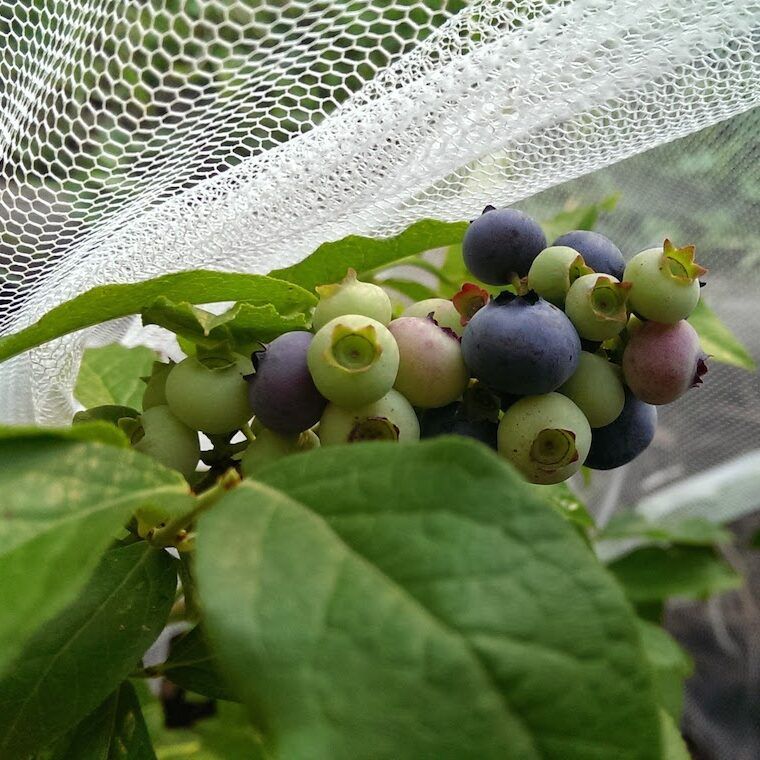 Netted Blueberries