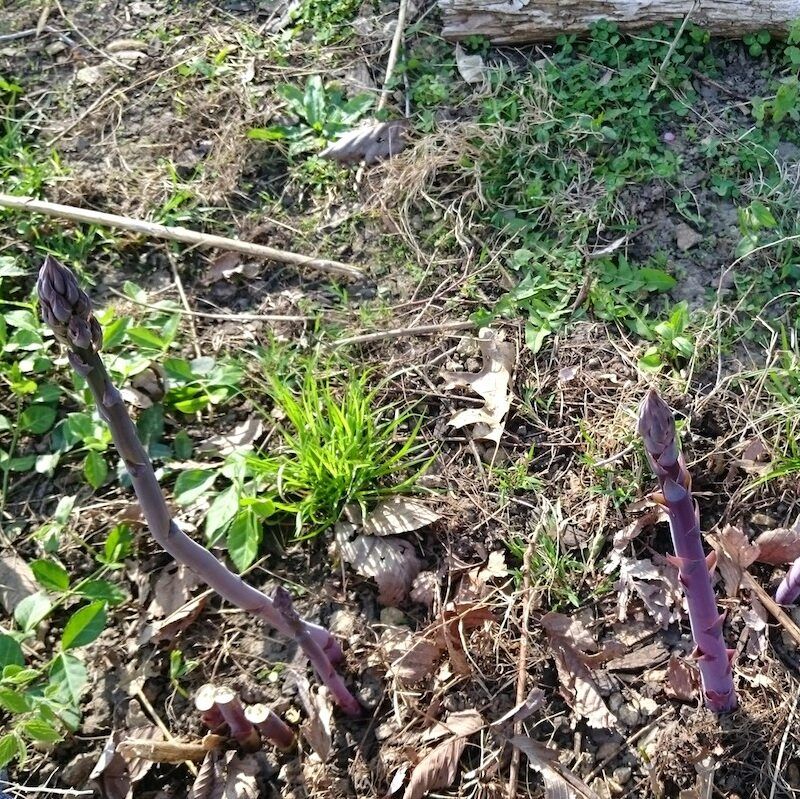 Purple Passion Asparagus